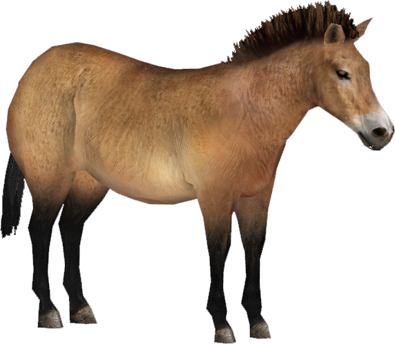 S Wild Horse - Zoo Tycoon 2 Przewalski's Wild Horse Remake (572x499), Png Download