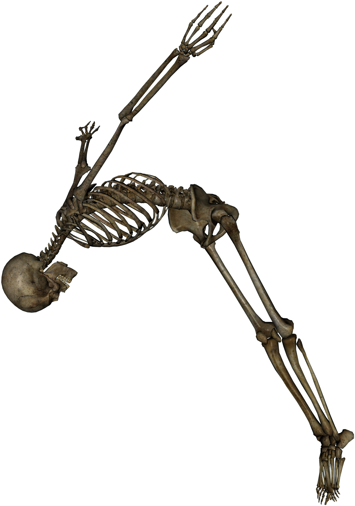 Skeleton Png Image - Skeleton Png (1500x1739), Png Download