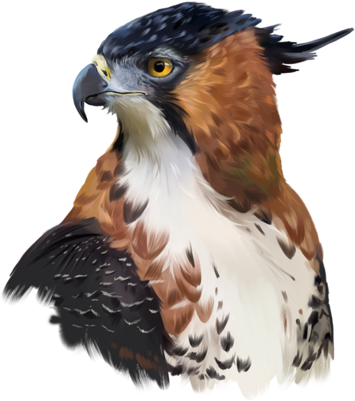 Hawk-eagle - Hawk Animal Png (600x607), Png Download