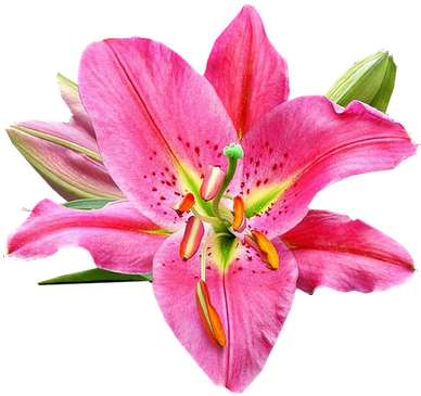 New Floral Tumblr Background Fleurs Orchidees Page - Lily Scientific Name (400x376), Png Download