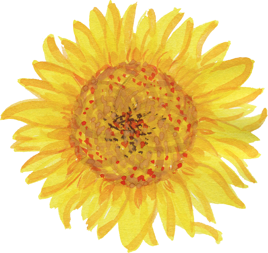 Watercolor Sunflower Png - Yellow Daisies Clipart (927x876), Png Download