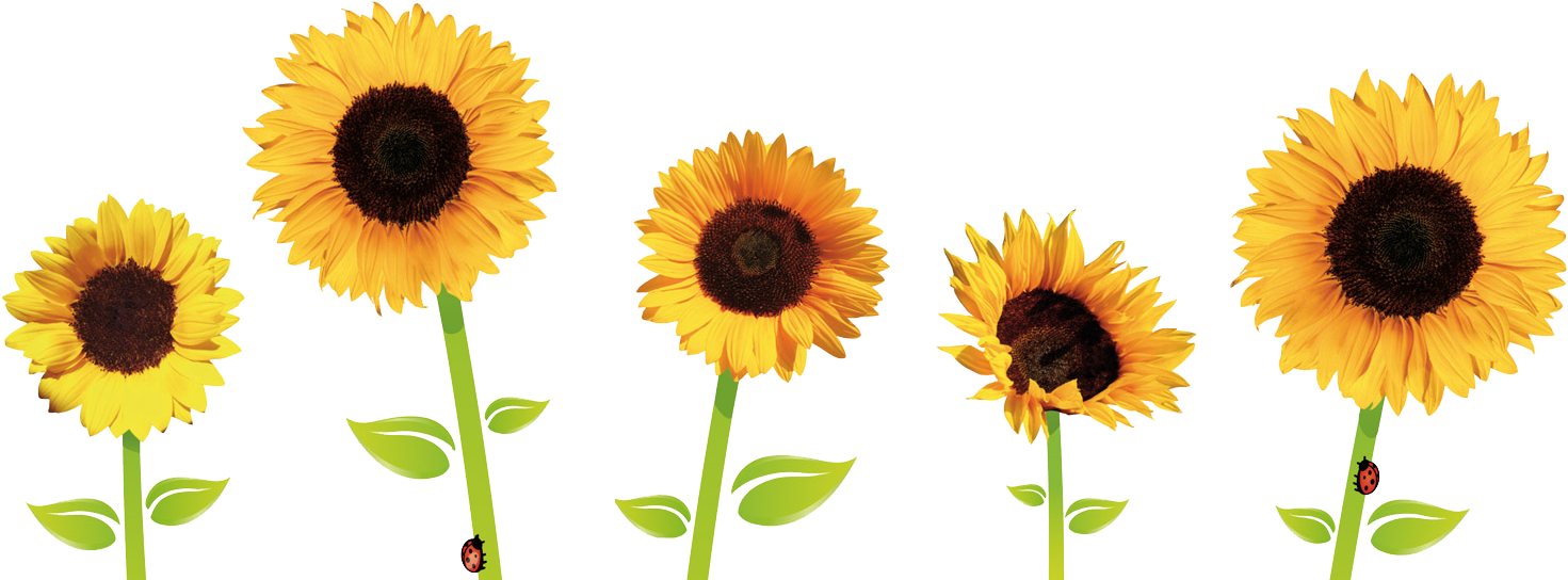 Sunflowers - Sunflower Png (1499x548), Png Download