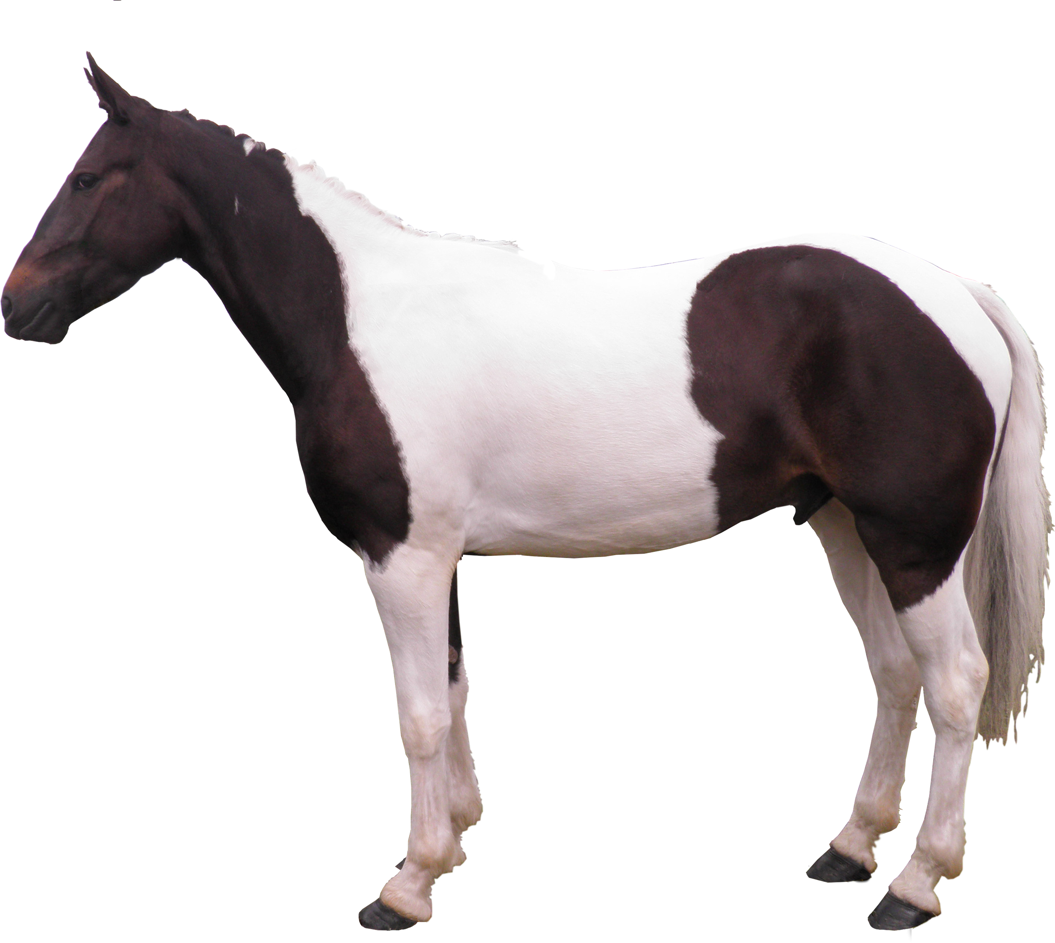 File - Horsesideview - Horse Side View Png (3612x3229), Png Download