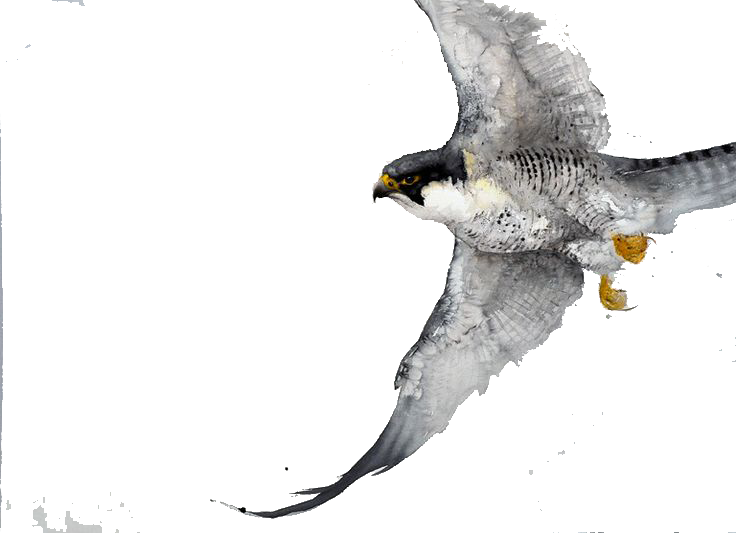 Bird Watercolor Painting Drawing Work Of Art - Birds Of Prey Watercolour Paintings (736x533), Png Download
