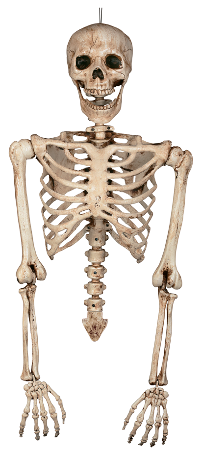 Svg Freeuse Library Bone Transparent Skeleton Pose - Skeleton Torso And Arms (650x975), Png Download