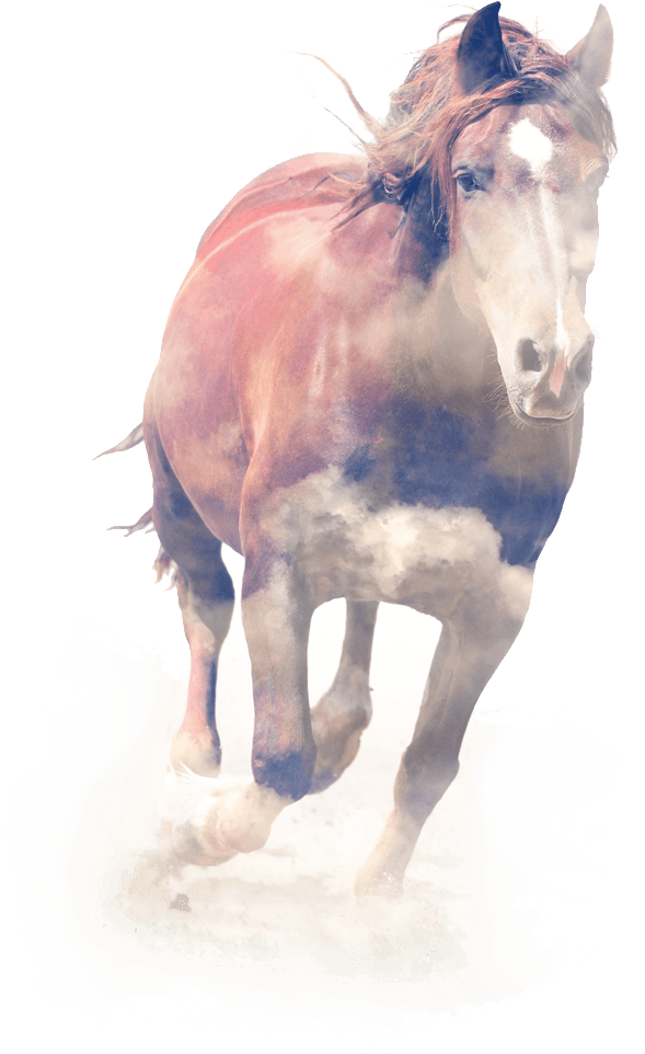 Fotoprint: Horse. Double Exposure By Byrdyak, 61x46cm. (589x962), Png Download