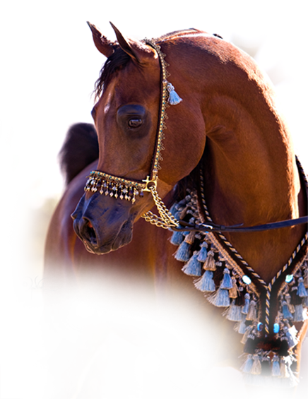 Welcome To Raedawnarabians - Arabian Horse Halters (436x565), Png Download
