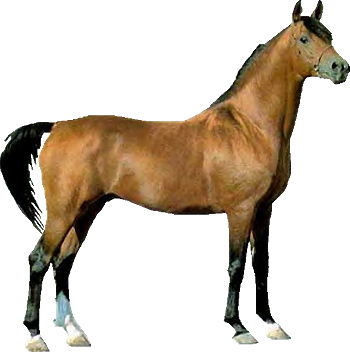 Chestunt Clipart Transparent - Horse Real Picture Png (350x352), Png Download