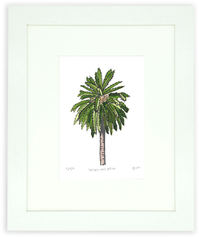 The Canary Date Palm Tree, One Of The Many Amazing - Attalea Speciosa (498x664), Png Download
