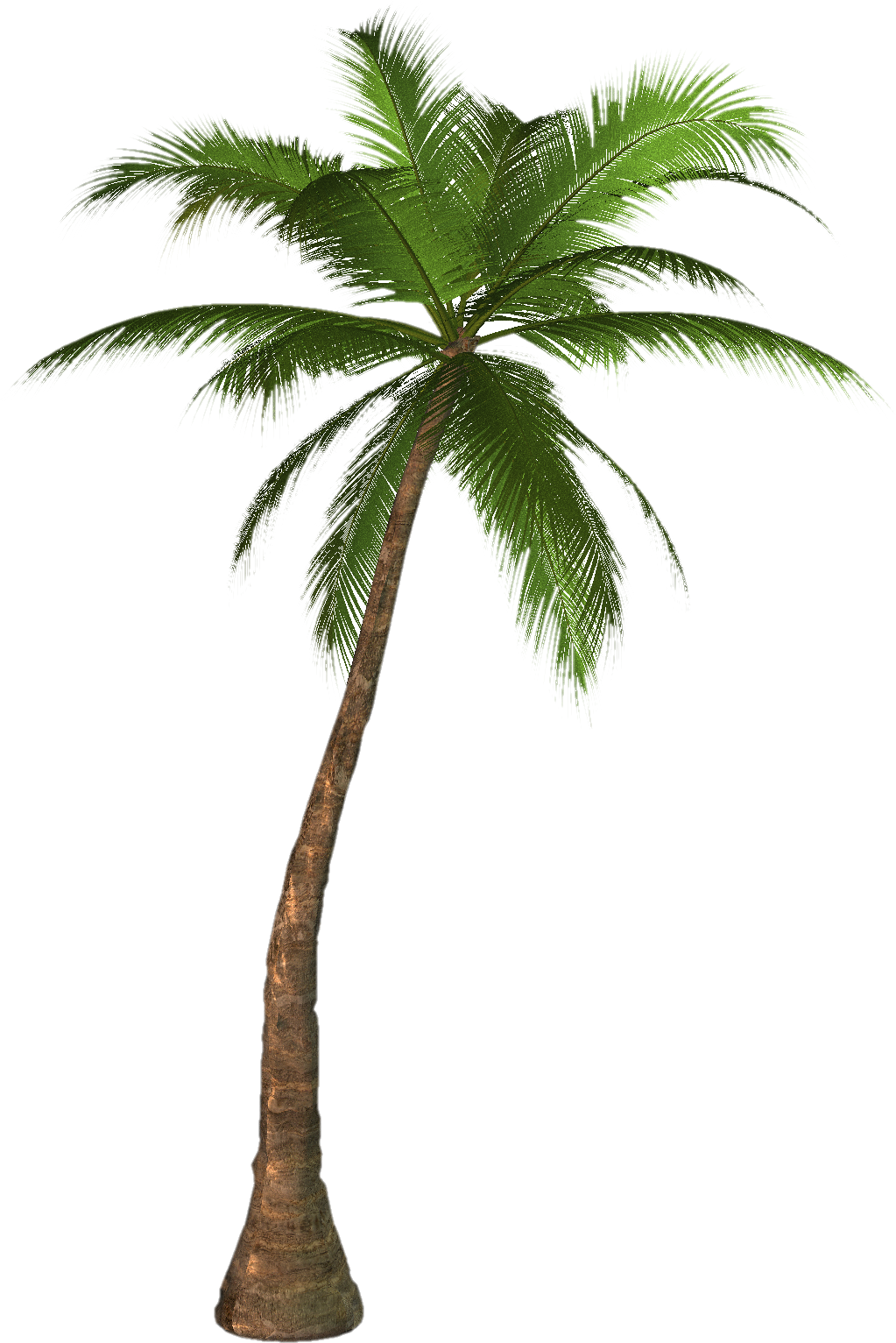 Palm Tree Png Images, Download Free Pictures Palm Tree (1023x1533), Png Download