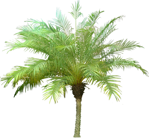 20 Free Tree Png Images - Architectural Palm Tree Png (519x479), Png Download