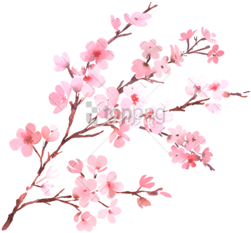 Watercolor With Spring Tree Branch In Blossom - Watercolor Cherry Blossom Flower (800x735), Png Download