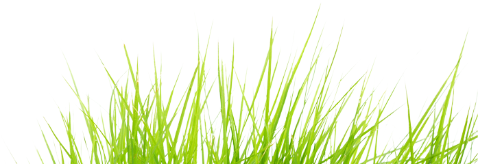 Orange Transparent Grass - Sweet Grass (730x249), Png Download