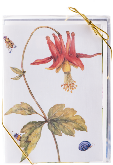 More Views - Fire Lily (700x700), Png Download