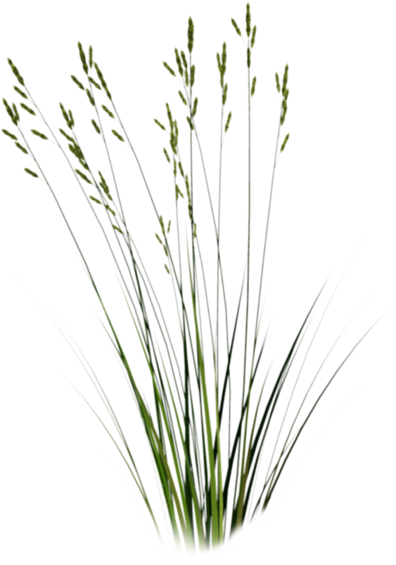 Watercolor Texture, Silhouette, Texture Mapping, Pattern, - Cut Out Grass Png (563x804), Png Download