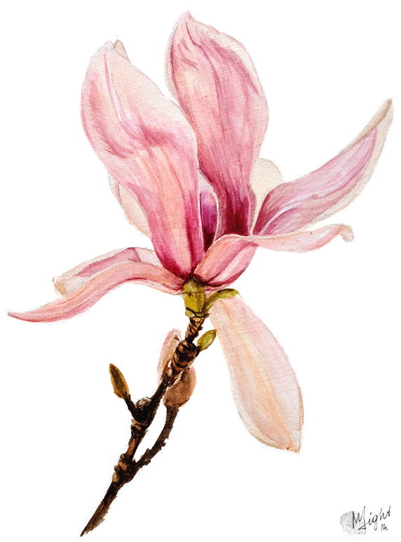 Chinese Magnolia (1200x1107), Png Download