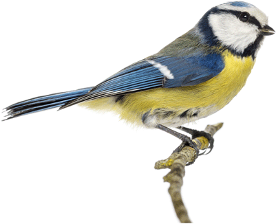 Eurasian Blue Tit (400x400), Png Download