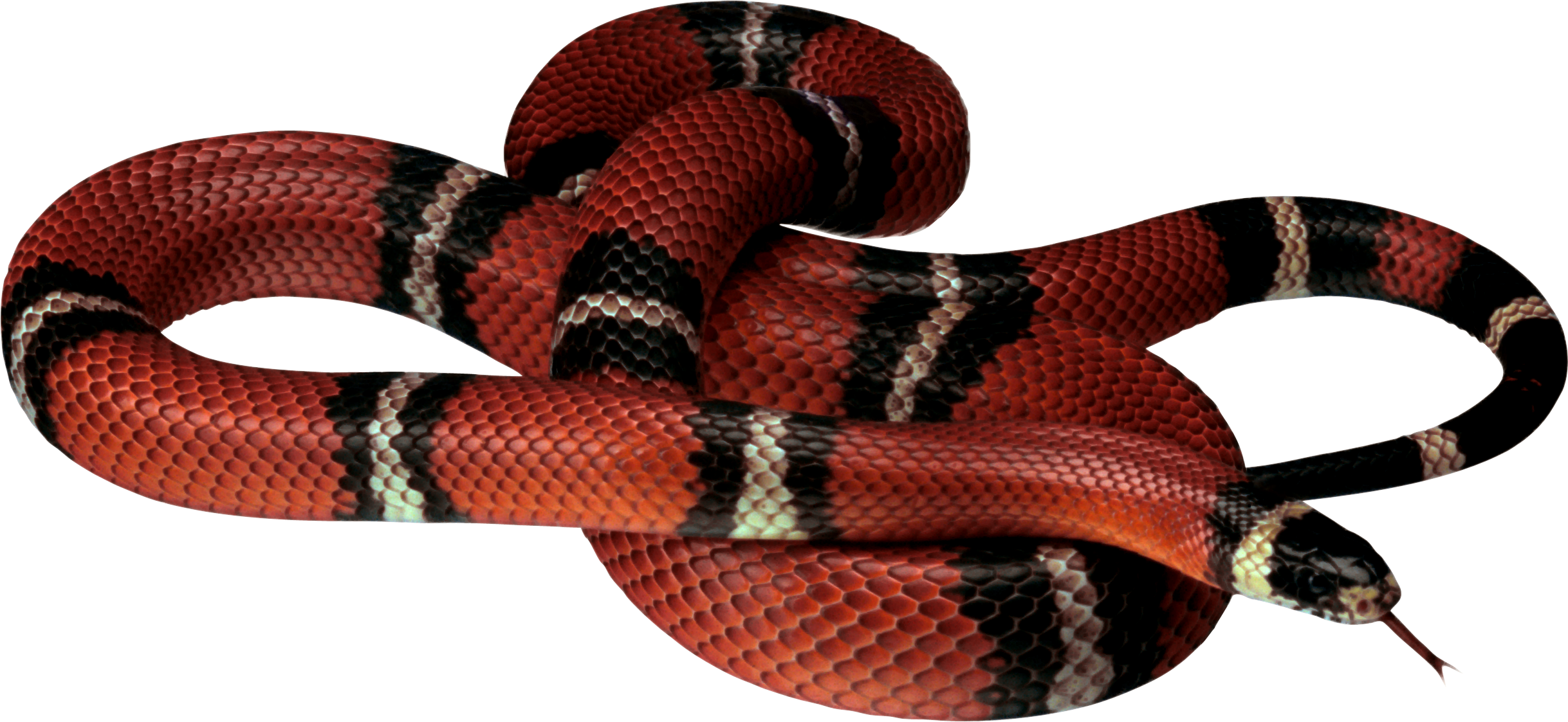 Red Snake Transparent Background (2437x1123), Png Download