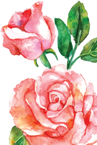 Pink Watercolor Roses Png (710x538), Png Download