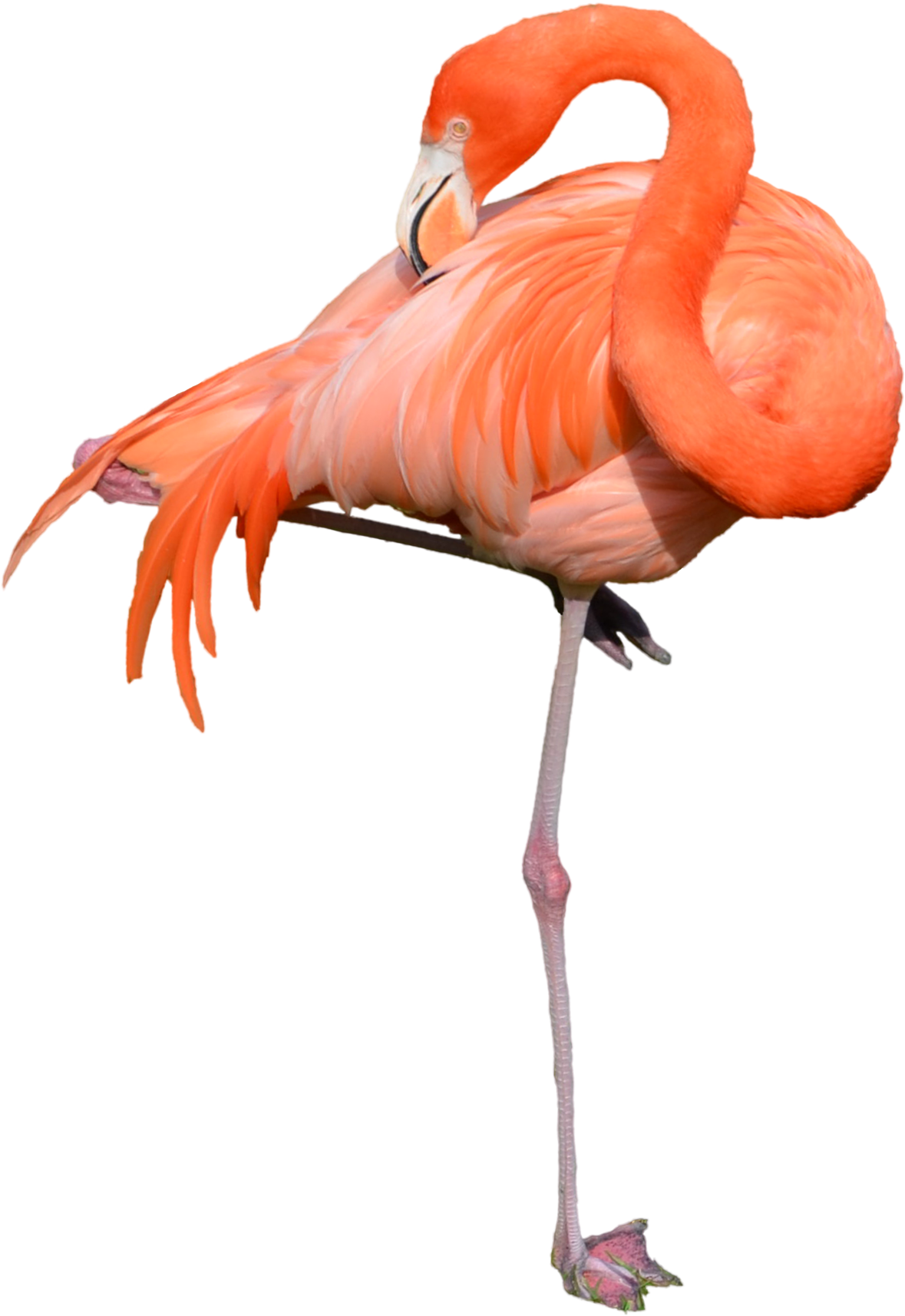Download Flamingo Free Png Photo Images And Clipart - Flamingo Transparent (1600x1995), Png Download