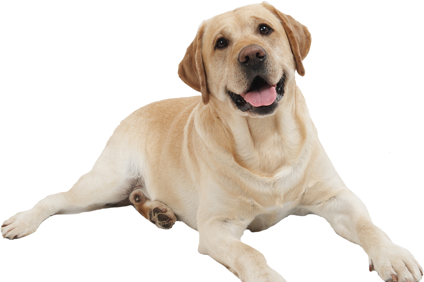 Dog Png - Animals Picture With Name (1402x915), Png Download