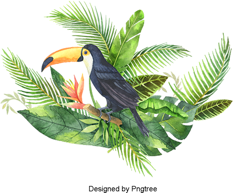 Hand Painted Watercolor Big Mouth Bird Poster, Vector - Couronne De Fleur Sans Fond (800x800), Png Download