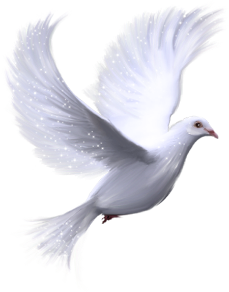 White Doves, Peace Dove, Peace Art, Dove Pigeon, Dove - Holy Spirit Dove Png (450x573), Png Download