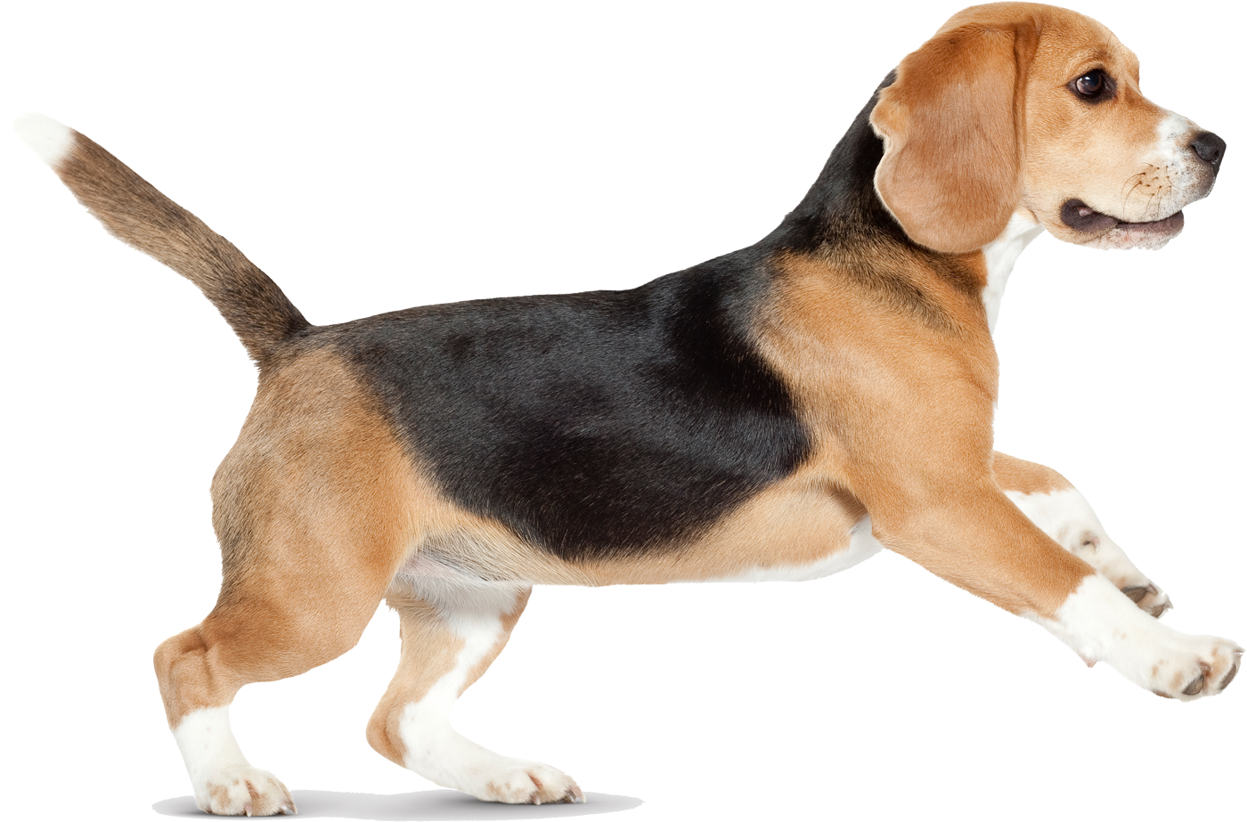 Pdf dog. Собака иллюстрация. Собака на белом фоне. Pdf dog. Pdf dog.