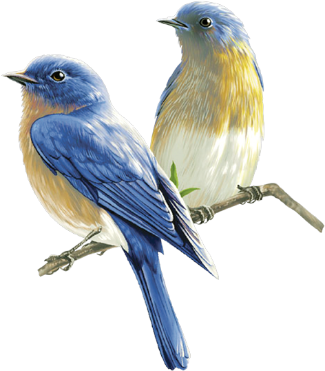 Watercolor Bird Png - Oiseaux Png (597x600), Png Download