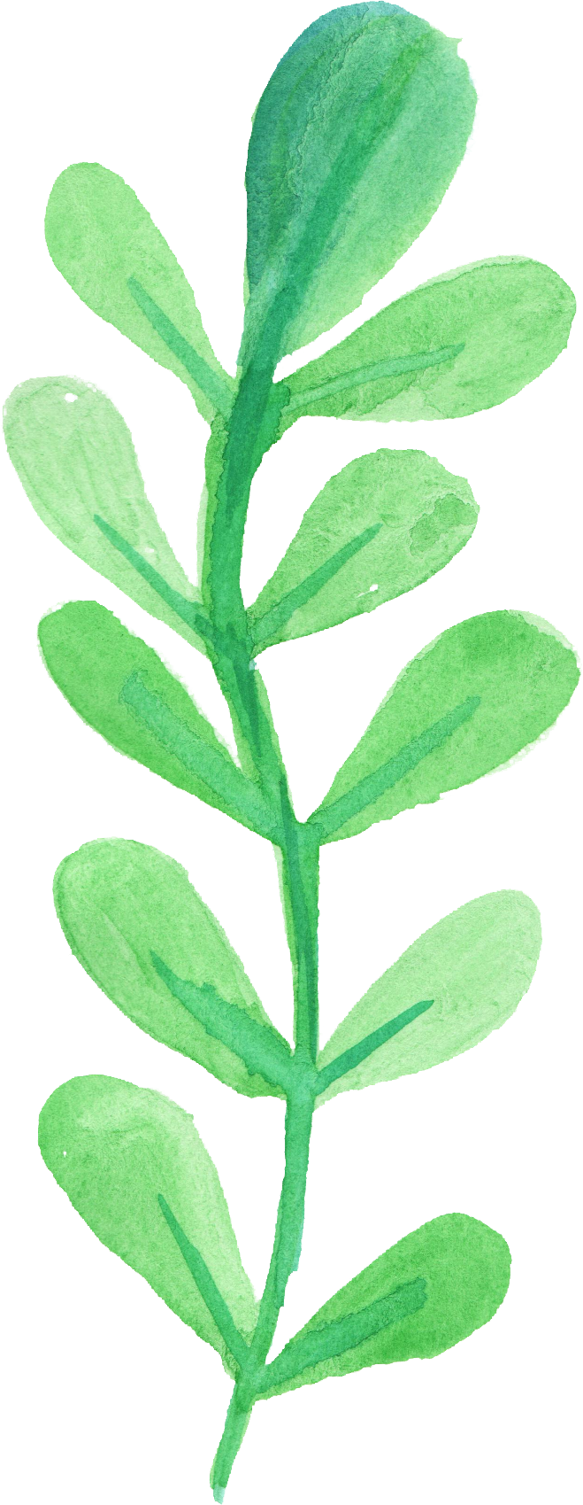 Go To Image - Transparent Leaf Watercolor Png (659x1699), Png Download