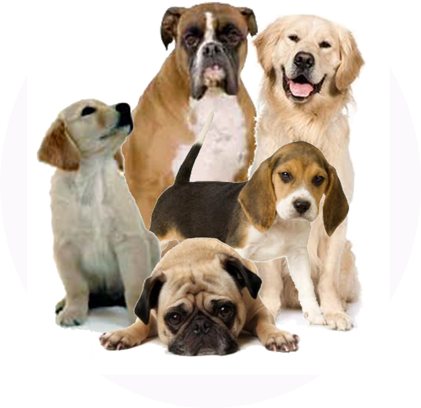 Dog Png (1440x1512), Png Download