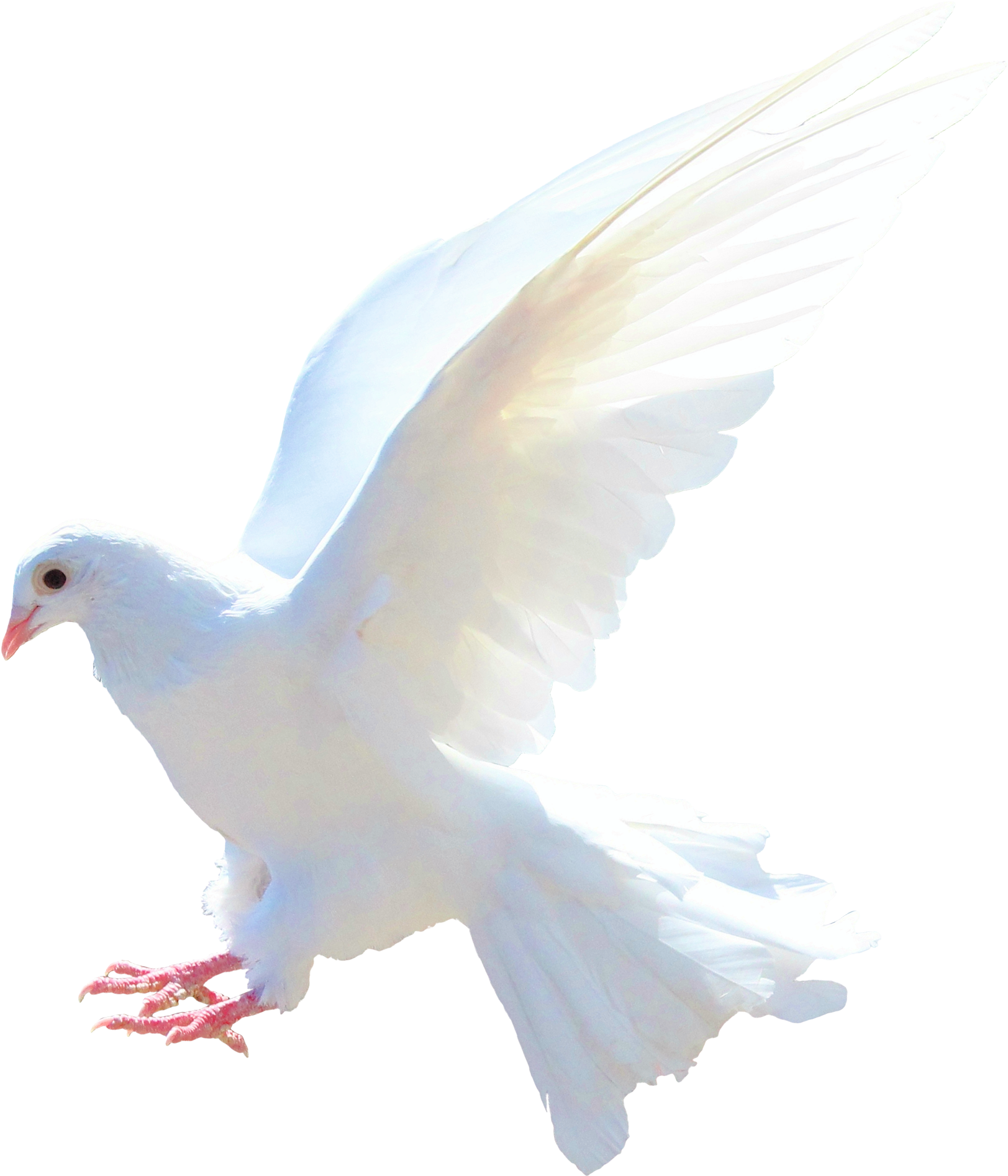 Download Dove Png Transparent Dove Png Transparent PNG Download