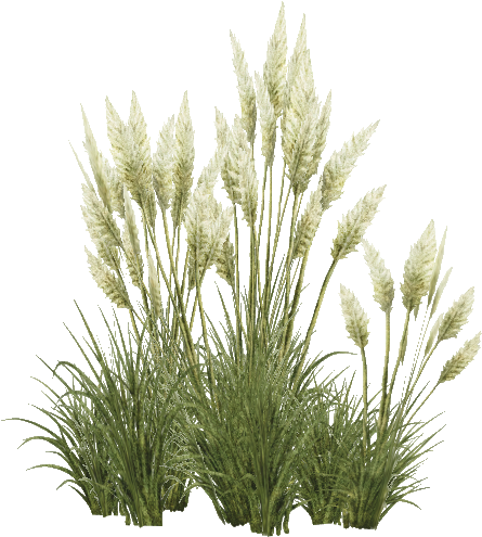 Pampas Grass Transparent Background