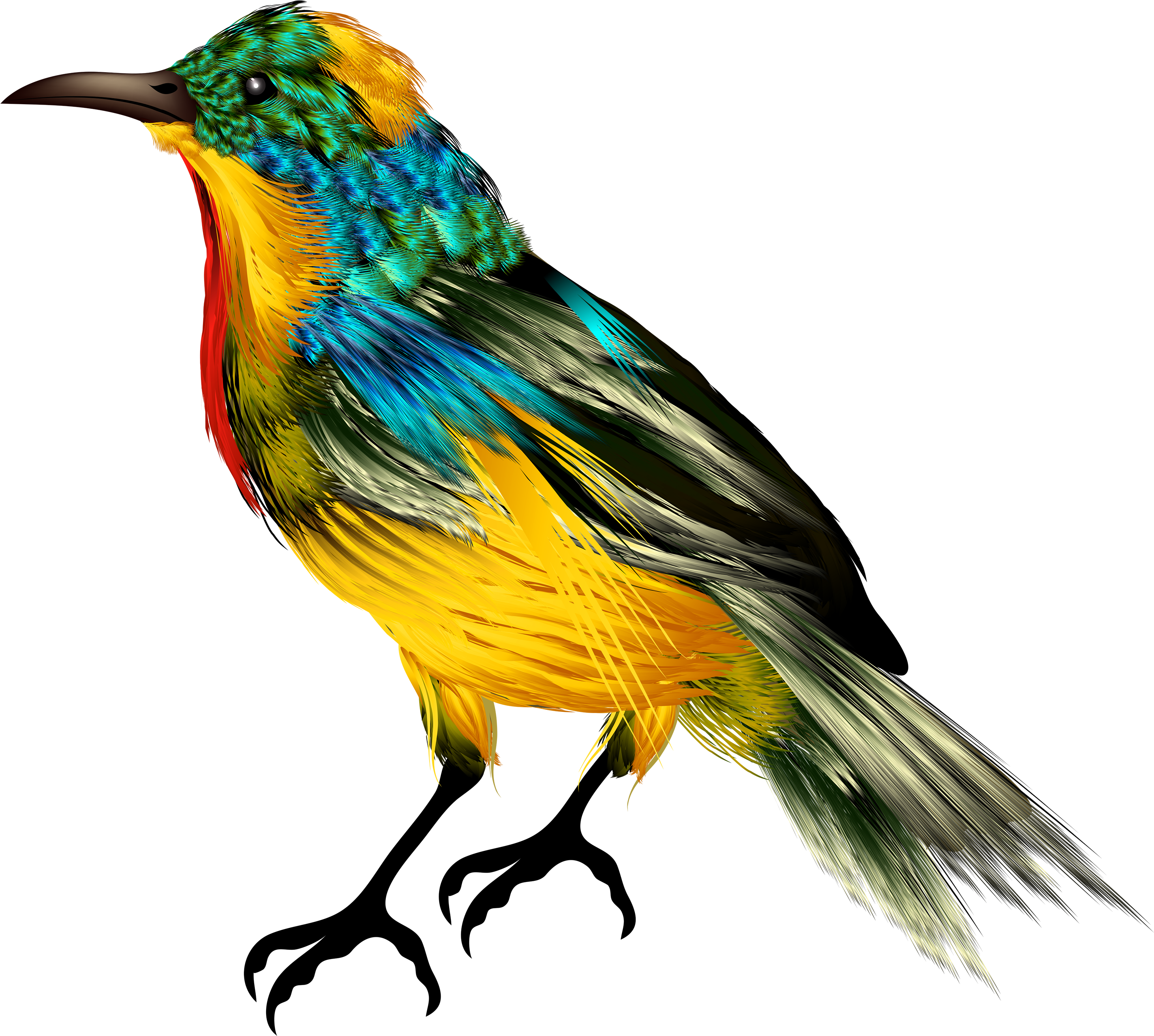 Colourful Bird Png Clipart - Bird Png (3000x2693), Png Download