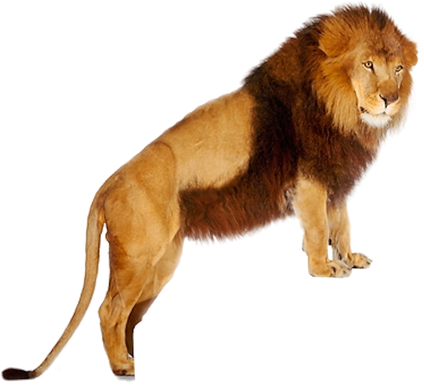 Lion Png Images And Clipart - Psd Lion For Hd (802x584), Png Download