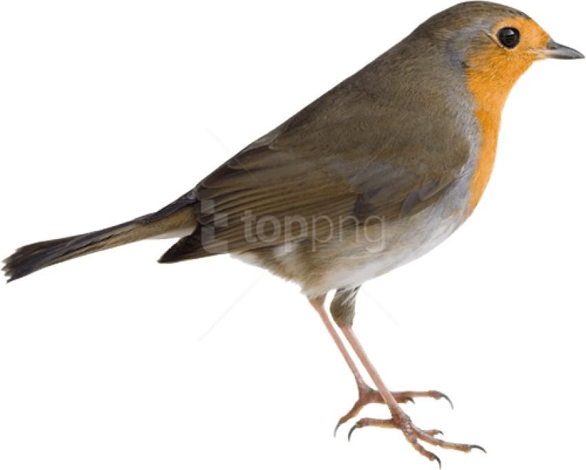 Robin Bird Png (500x401), Png Download