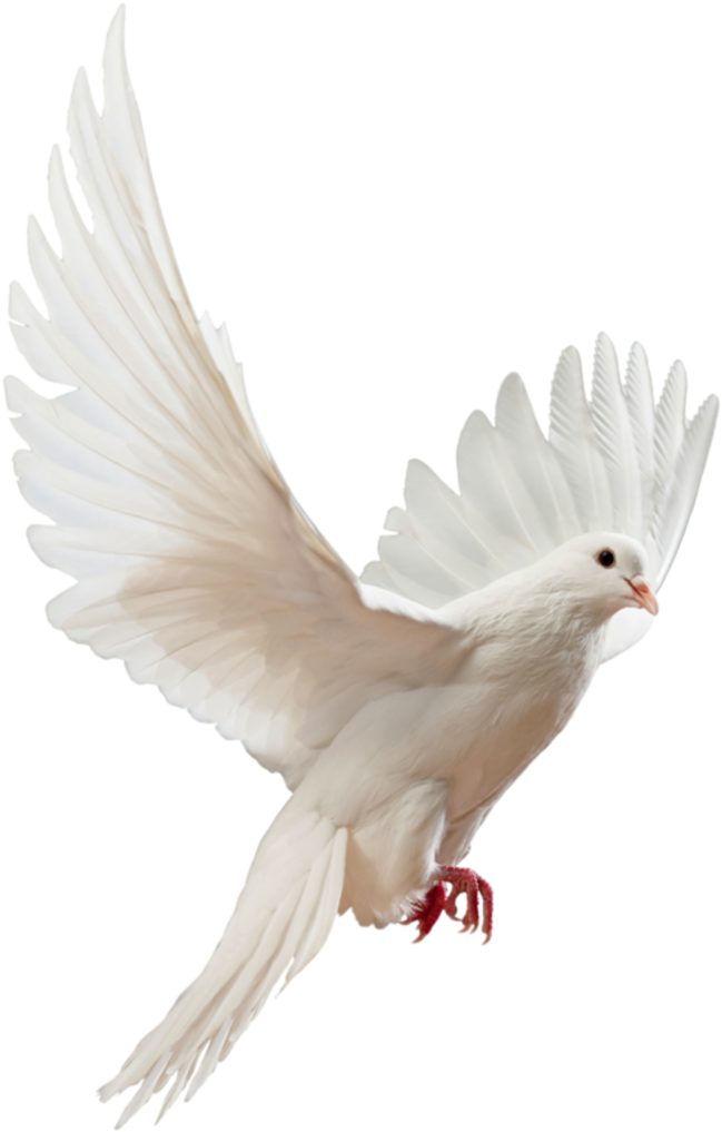 Flying Doves Png Picture Freeuse Download - Flying White Dove Png (800x1061), Png Download