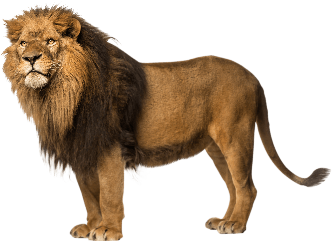 Animals Lion Png Full Size Png Download Seekpng