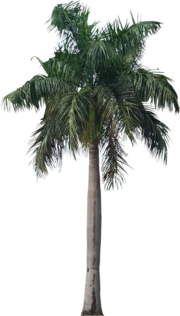 Free Icons Png - Royal Palm Tree Png (640x1093), Png Download