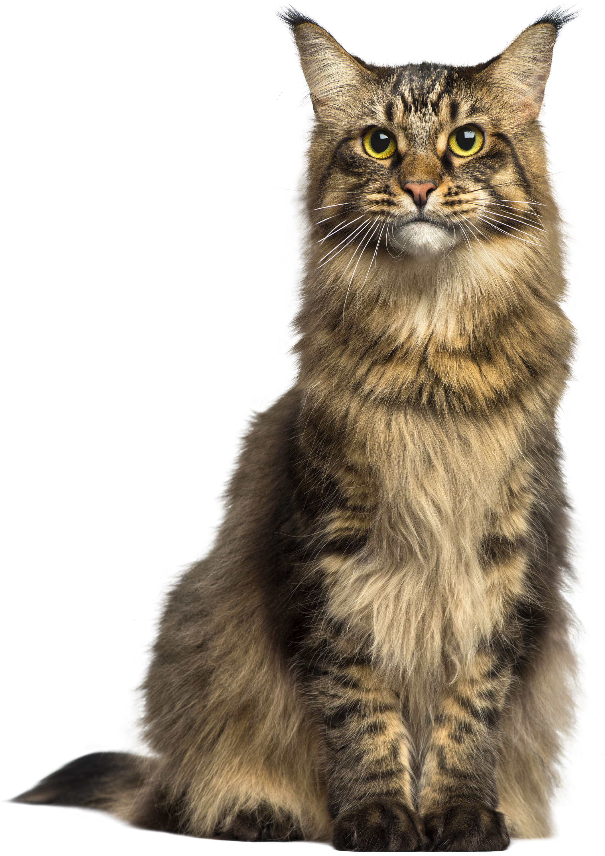 Cat Png Clip Art - Cat Png (2122x3000), Png Download