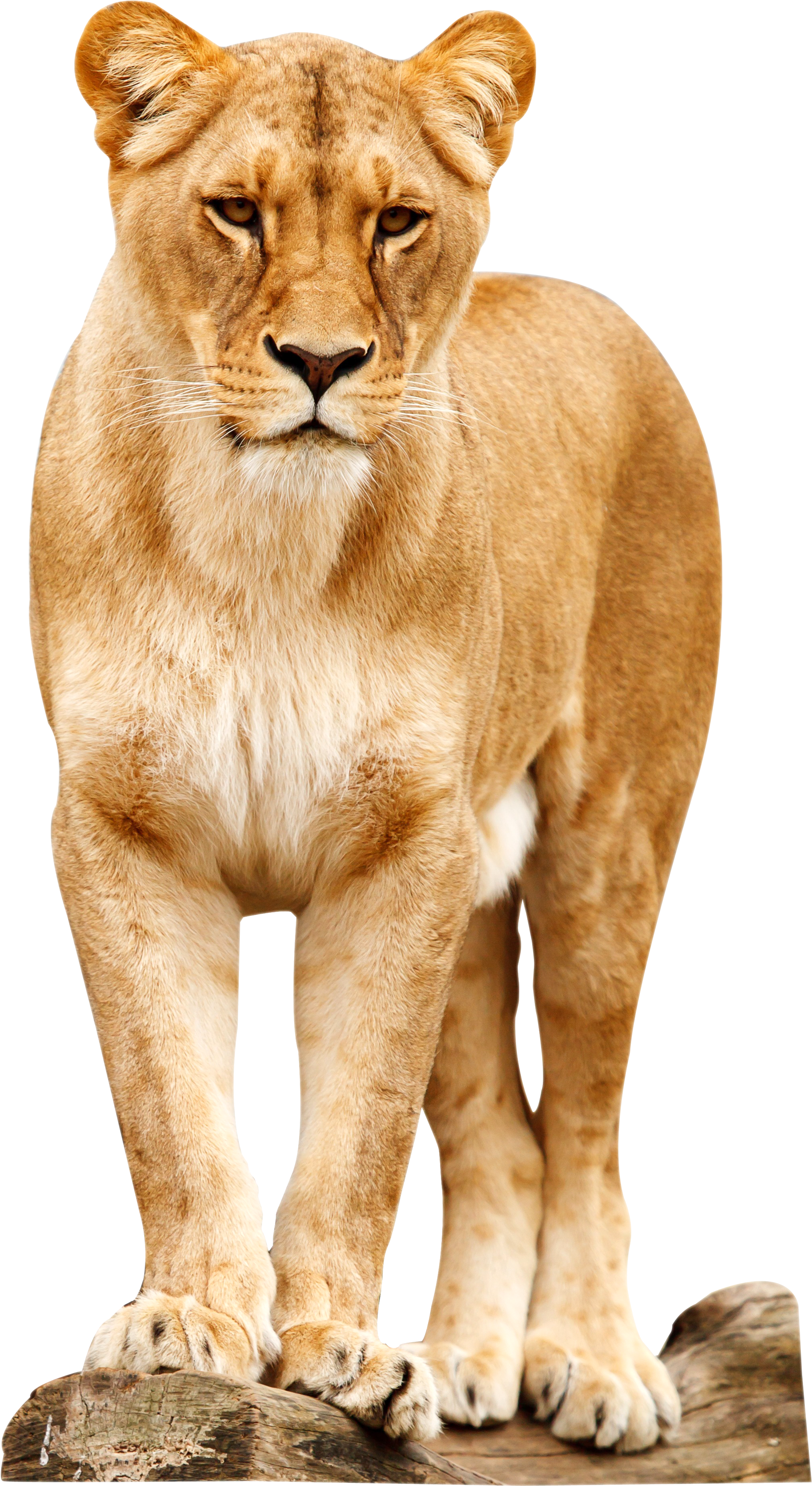 Lion Png (2700x3449), Png Download