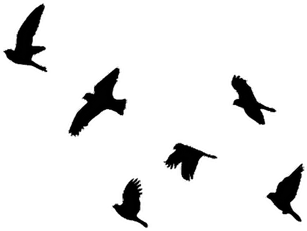 Black Sticker Photography Freetoedit Clip Art Free - Small Flying Birds Silhouettes (530x400), Png Download