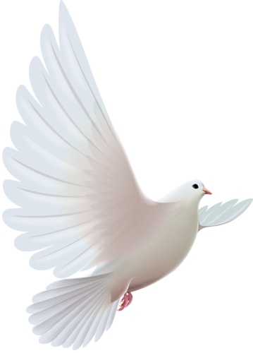 Galambok Talak Tott Png Pinterest Scrapbooking Talaktott - Pomba Do Espirito Santo Png (359x500), Png Download