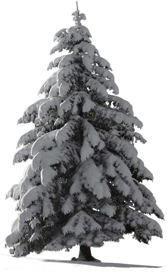 Christmas Tree Snow For My Watcher - Snow On Tree Png (699x1142), Png Download