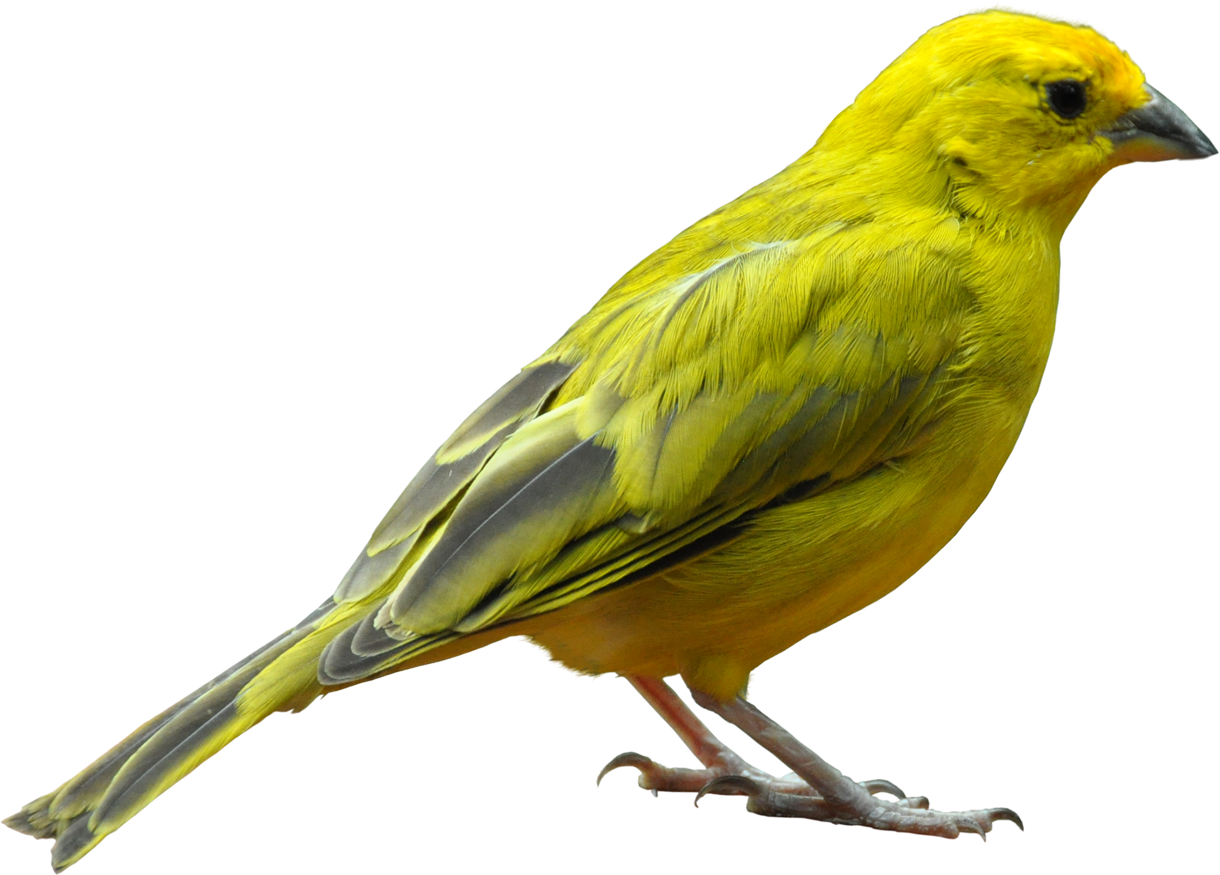 Yellow Bird Standing Png Image - Bird Png (2560x1920), Png Download