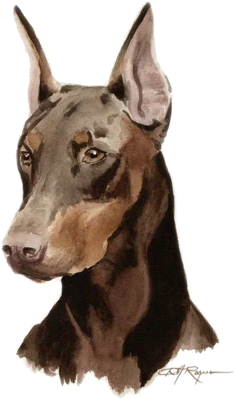 Bonny Dark Brown Watercolor Doberman Tattoo Design - Dog Art Doberman (564x653), Png Download