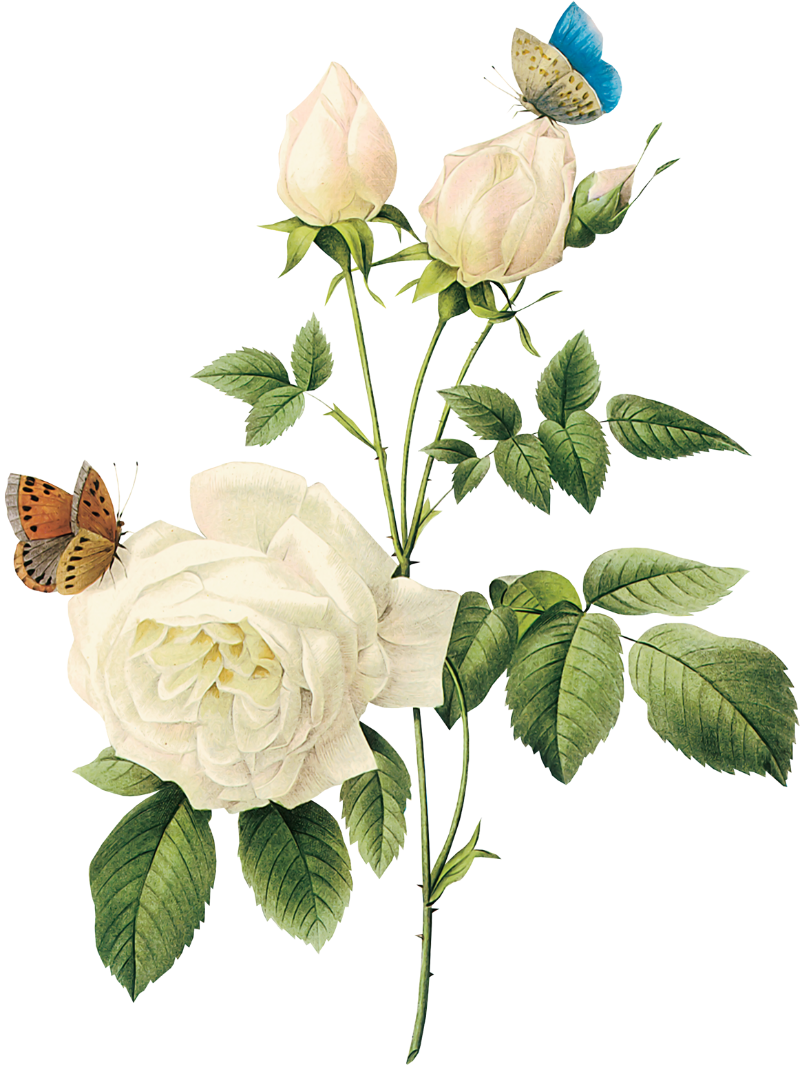 White Rose Watercolor - White Vintage Flowers Png (1200x1603), Png Download