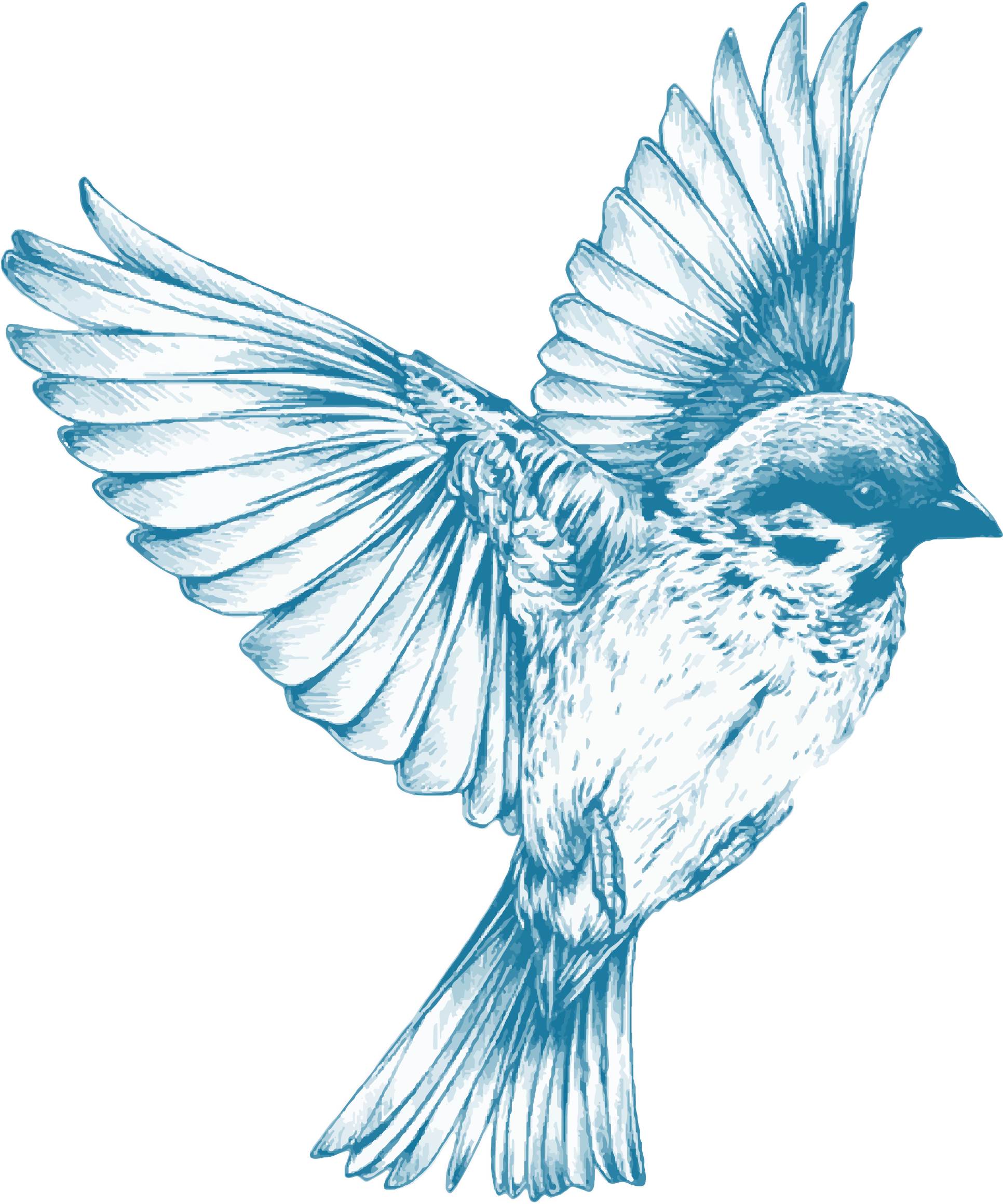 Blue Bird Flying Drawing At Getdrawings - Blue Bird Flying Drawing (1932x2318), Png Download