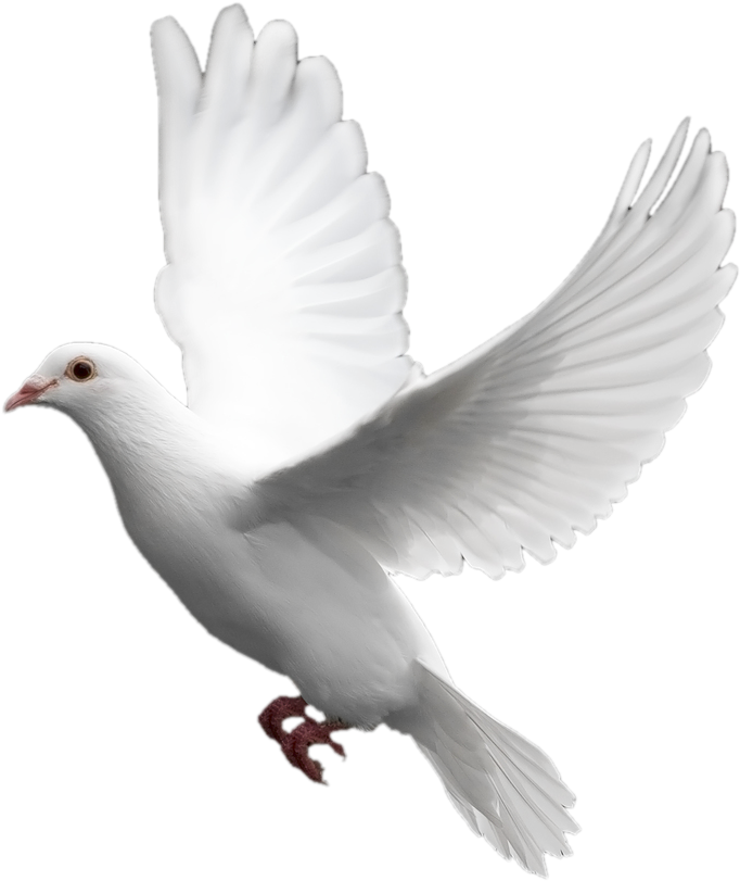 Clipart Transparent White Dove Six - Dove Transparent Background (434x500), Png Download