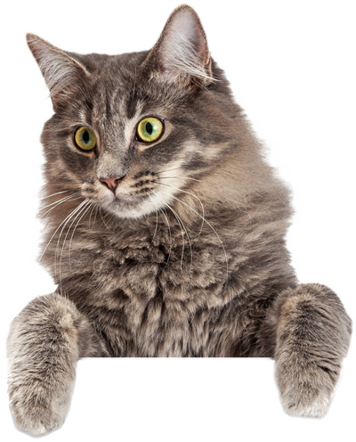 Pretty Cats Png - Domestic Animal Banner (400x496), Png Download